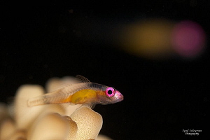Red-eyed goby and its ghost (in background)... by Iyad Suleyman 